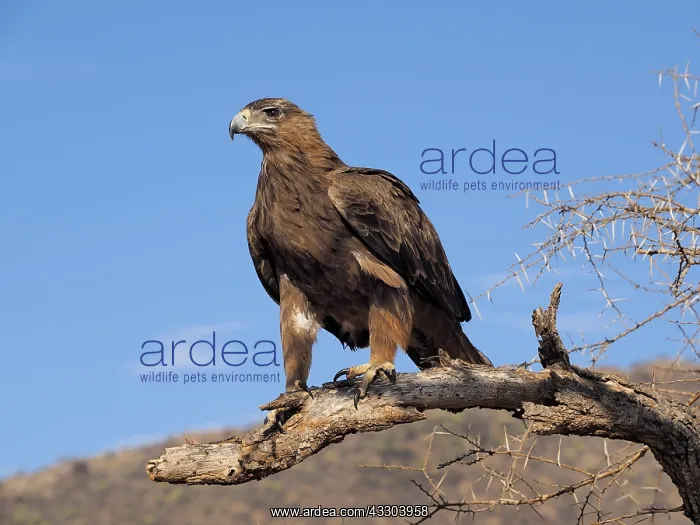 : Raubadler, Tawvy Eagle, Aquila Rapax OLYMPUS DIGITAL : Raubadler, Tawvy Eagle, Aquila Rapax OLYMPUS DIGITAL