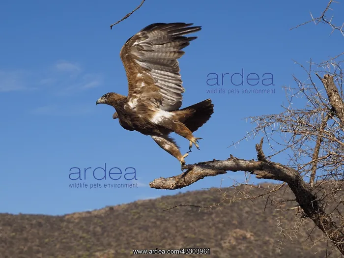 : Raubadler, Tawvy Eagle, Aquila Rapax OLYMPUS DIGITAL : Raubadler, Tawvy Eagle, Aquila Rapax OLYMPUS DIGITAL
