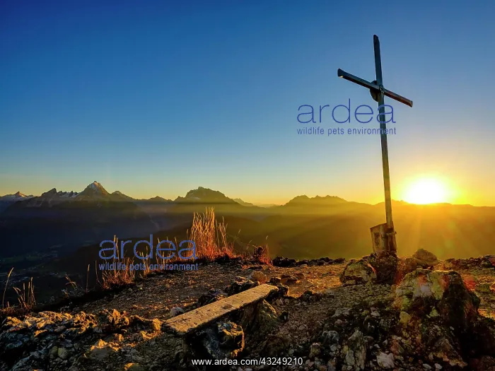: Rauher Kopf summit cross at sunset, in the background : Rauher Kopf summit cross at sunset, in the background