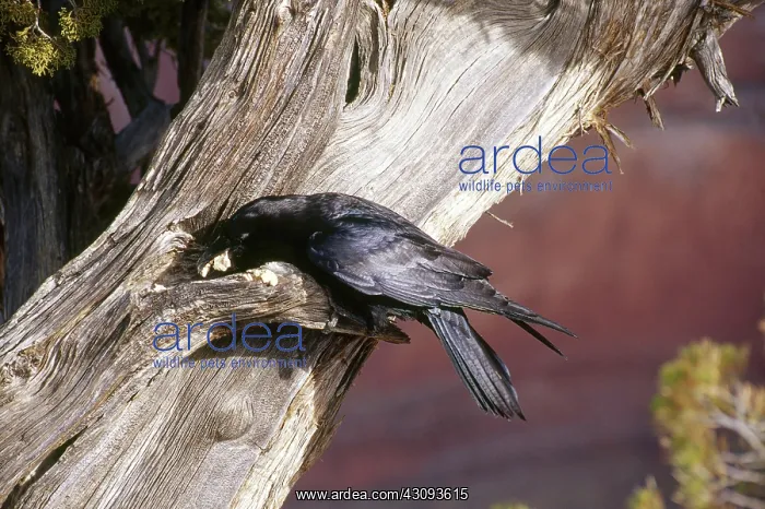 : Raven Caching Extra Food : Raven Caching Extra Food