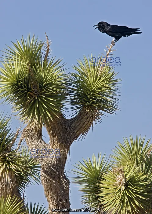 : Raven - calling from Joshua Tree (Yucca brevifolia) : Raven - calling from Joshua Tree (Yucca brevifolia)