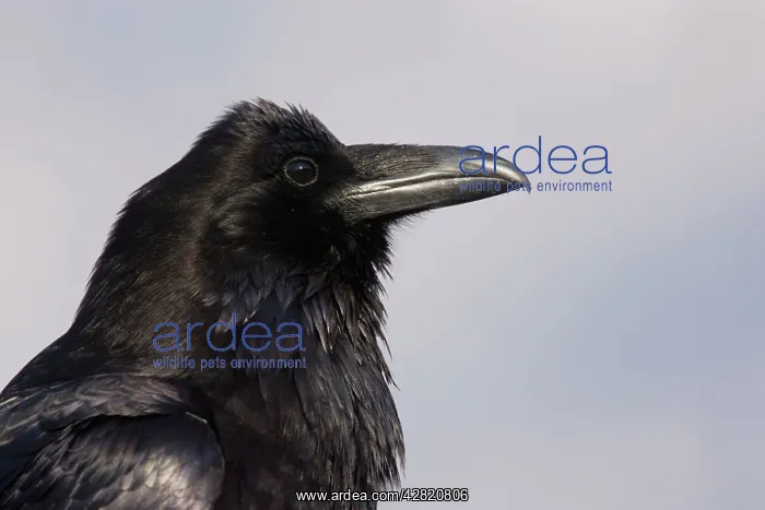 : Raven - Canadian Rocky Mountains : Raven - Canadian Rocky Mountains