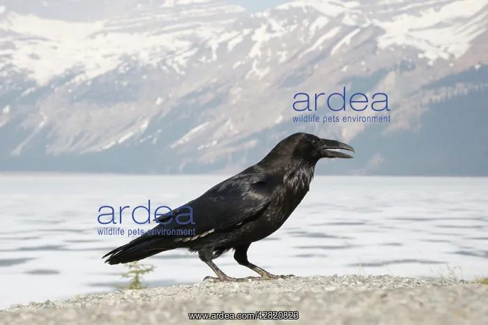 : Raven - Canadian Rocky Mountains : Raven - Canadian Rocky Mountains