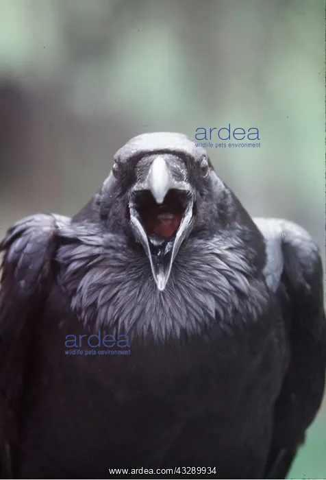 : RAVEN - close-up of head, beak open : RAVEN - close-up of head, beak open