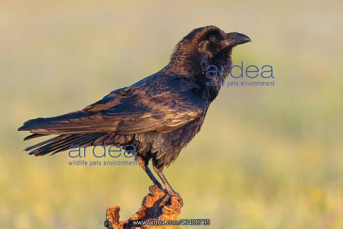 : Raven, Common Raven, Raven, (Corvus cor), Grand : Raven, Common Raven, Raven, (Corvus cor), Grand