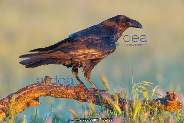 : Raven, Common Raven, Raven, (Corvus cor), Grand : Raven, Common Raven, Raven, (Corvus cor), Grand