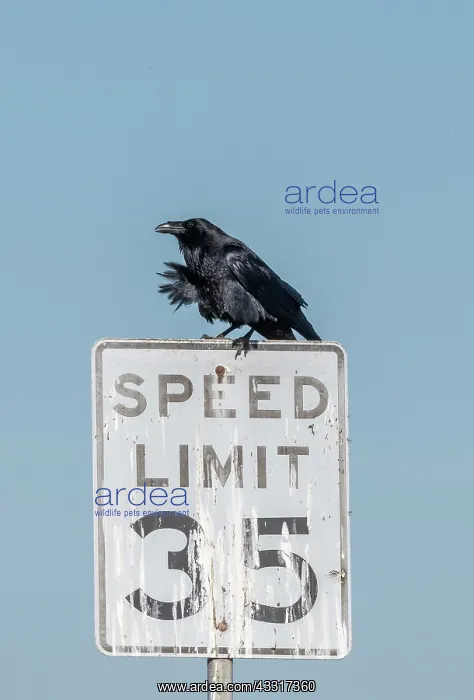 : Raven, Corvus corax, on 35 mph Speed Limit sign
