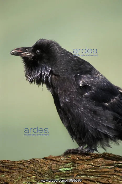 : Raven. The Raven (Corvus corax) is common throughout Alaska : Raven. The Raven (Corvus corax) is common throughout Alaska