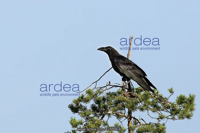 : Raven (Corvus corax). Kuhmo, Finland