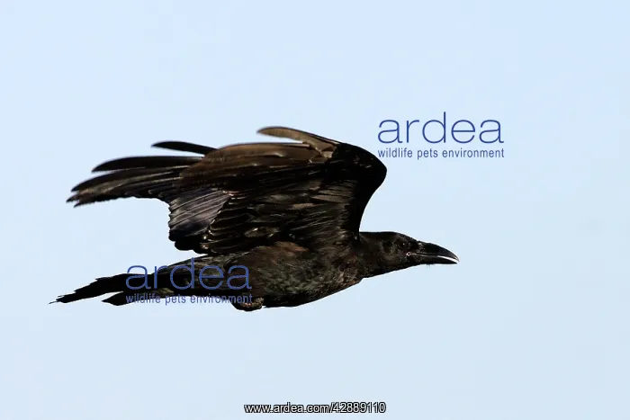  : Raven (Corvus corax). Kuhmo, Finland