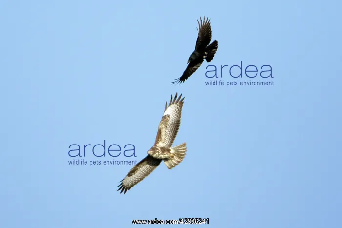 : Raven (Corvus corax) - mobbing buzzard (Buteo buteo) : Raven (Corvus corax) - mobbing buzzard (Buteo buteo)