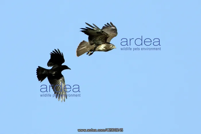 : Raven (Corvus corax) - mobbing buzzard (Buteo buteo) : Raven (Corvus corax) - mobbing buzzard (Buteo buteo)