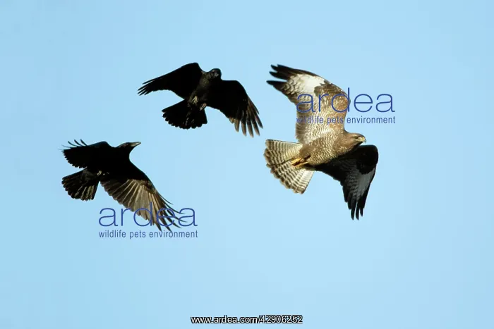 : Raven (Corvus corax) - mobbing buzzard (Buteo buteo) : Raven (Corvus corax) - mobbing buzzard (Buteo buteo)