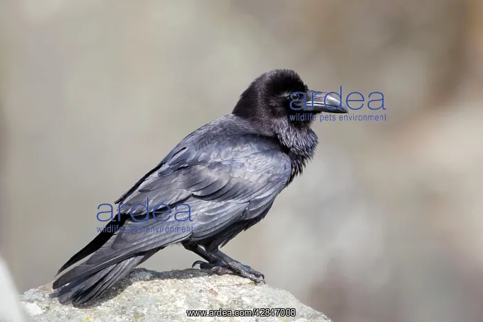  : Raven (Corvus corax). Norway
