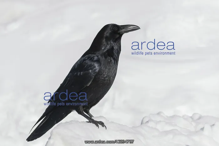: Raven (Corvus corax) on snow. Banff National Park, Alberta, Canada : Raven (Corvus corax) on snow. Banff National Park, Alberta, Canada