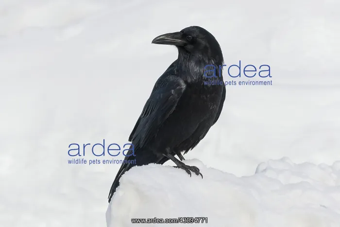 : Raven (Corvus corax) on snow. Banff National Park, Alberta, Canada : Raven (Corvus corax) on snow. Banff National Park, Alberta, Canada