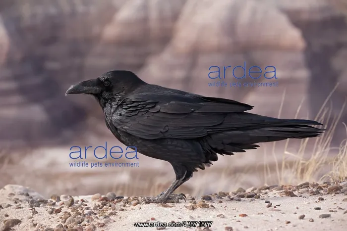  : Raven (Corvus corax). UtahUSA