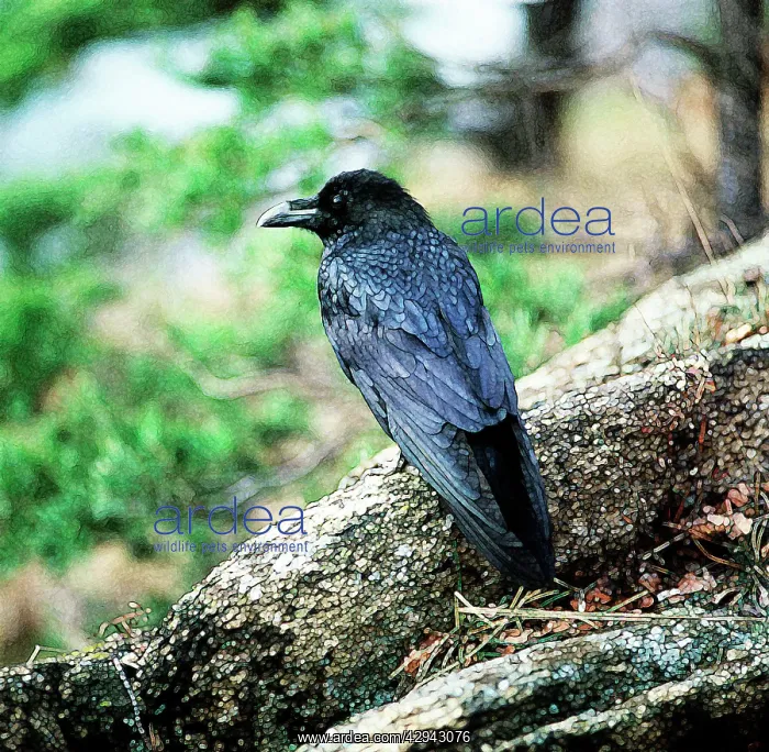  : Raven (Corvus corax). Watercolour effect