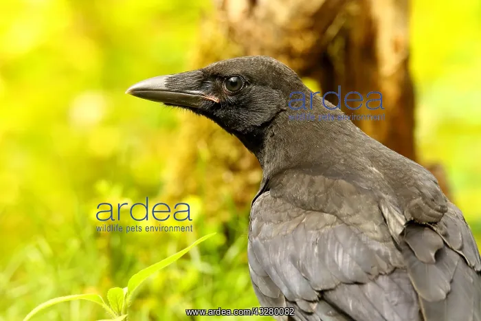 : Raven crow (Corvus corone), animal portrait, Wilden : Raven crow (Corvus corone), animal portrait, Wilden