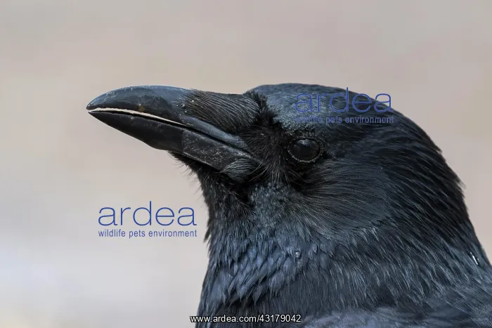  : Raven crow (Corvus corone), animal portrait, Hesse