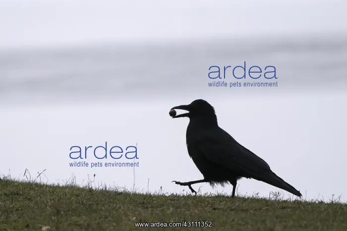  : Raven crow (Corvus corone) walking in a meadow with