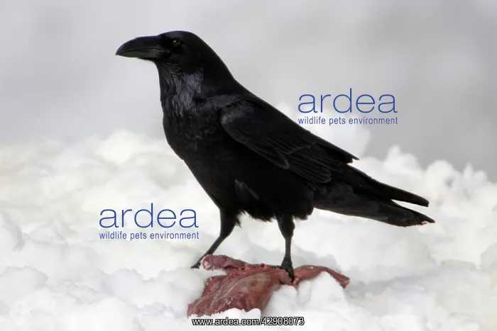  : Raven - Eating carrion in winter