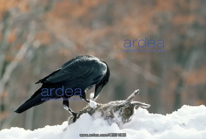 : RAVEN, EATING IN SNOW : RAVEN, EATING IN SNOW