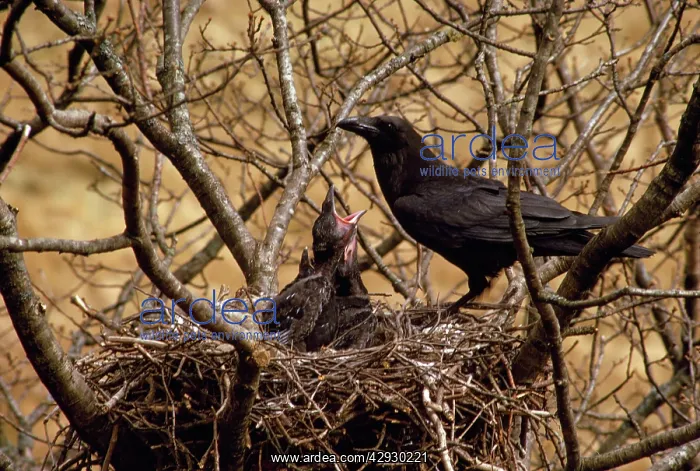 : Raven - feeding young in nest : Raven - feeding young in nest