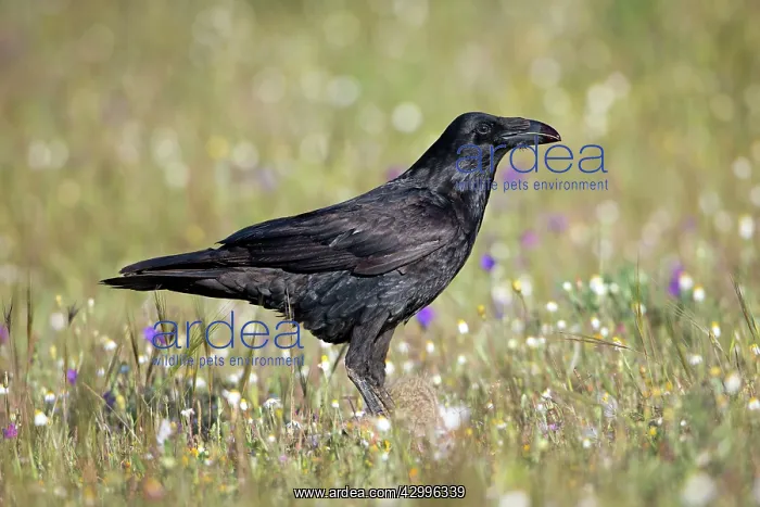 : Raven - in field feeding on carrion Castro Verde : Raven - in field feeding on carrion Castro Verde