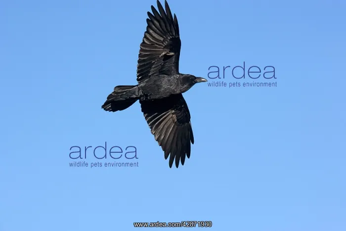 : Raven in flight : Raven in flight