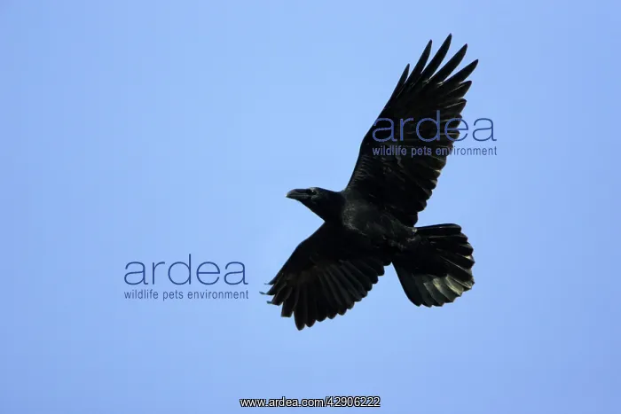 : Raven - In flight : Raven - In flight