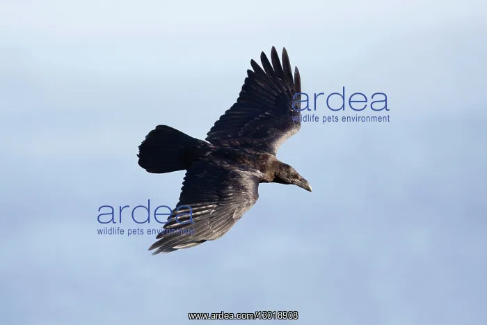  : Raven in flight