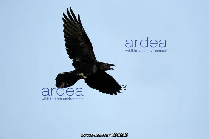  : Raven - In flight, calling