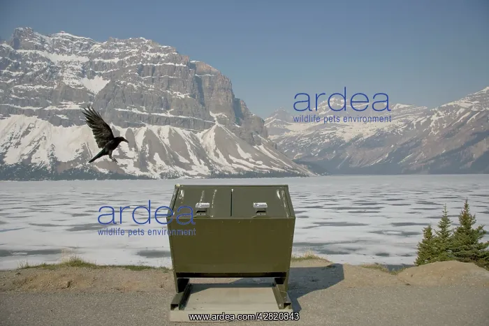 : Raven - in flight - looking for food around rubbish bin : Raven - in flight - looking for food around rubbish bin