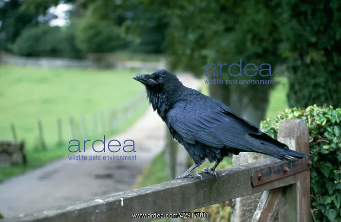 : RAVEN - ON GATE POST : RAVEN - ON GATE POST