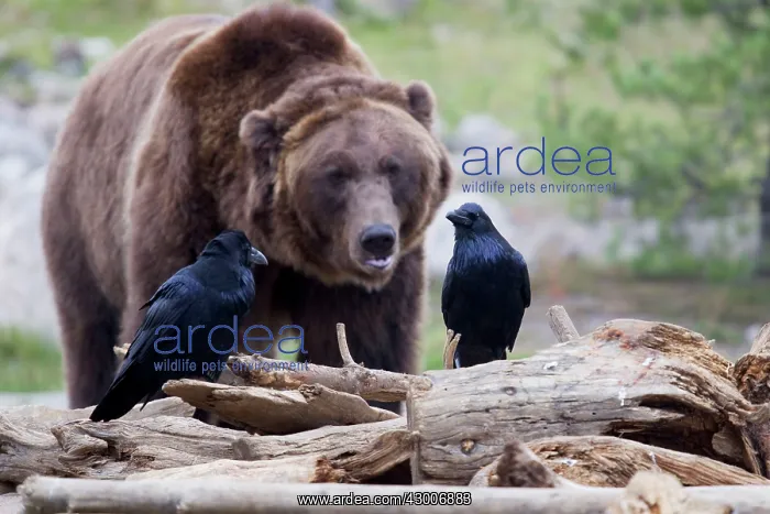 : Raven with Grizzly Bear in background Yellowstone National Park Wyoming. USA : Raven with Grizzly Bear in background Yellowstone National Park Wyoming. USA