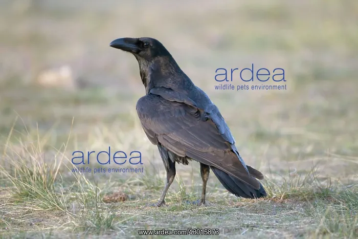  : Raven January. Spain