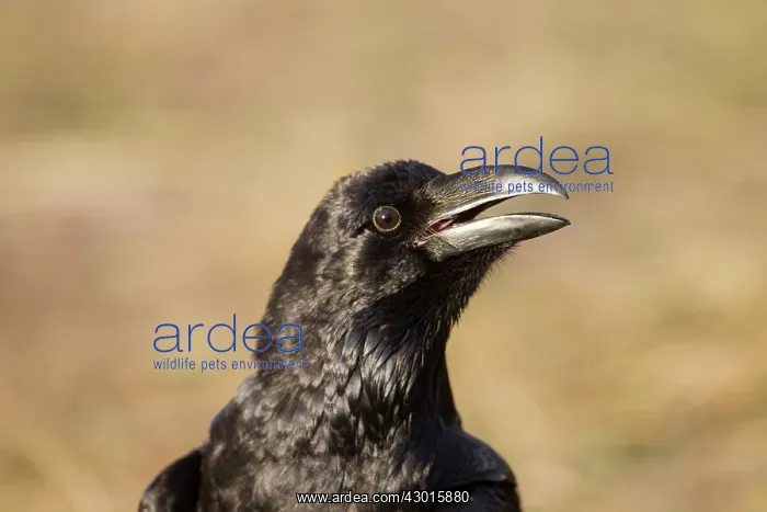  : Raven January. Spain