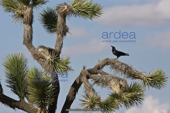 : Raven - in Joshua Tree (Yucca brevifolia) : Raven - in Joshua Tree (Yucca brevifolia)