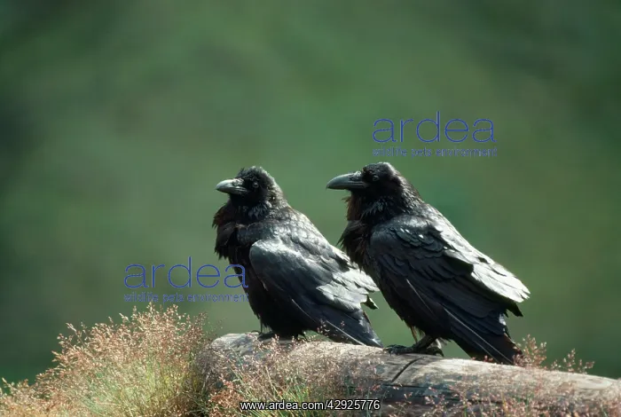 : RAVEN - pair on branch : RAVEN - pair on branch