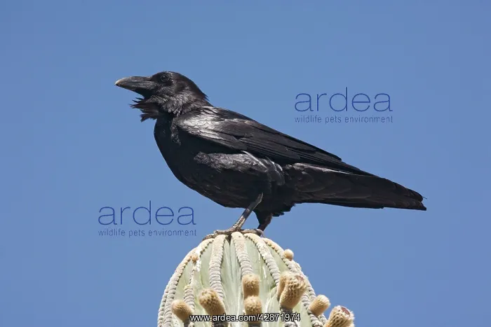 : Raven on perch : Raven on perch