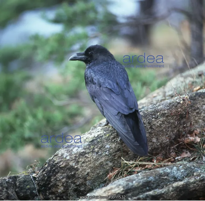 : Raven - perched on rock : Raven - perched on rock