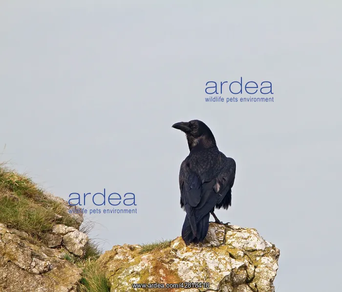 : Raven - on sea cliff : Raven - on sea cliff