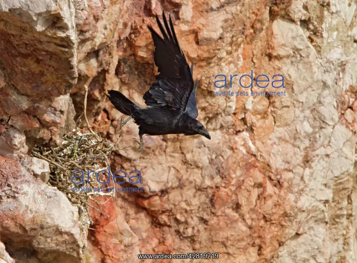 : Raven - on sea cliff leaving nest : Raven - on sea cliff leaving nest