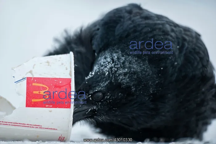 : Raven searches for food in a McDonald's cup in winter : Raven searches for food in a McDonald's cup in winter