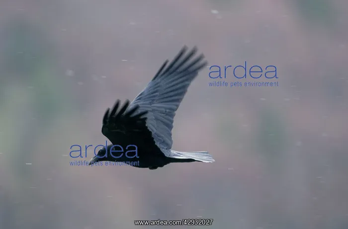 : Raven in snow : Raven in snow
