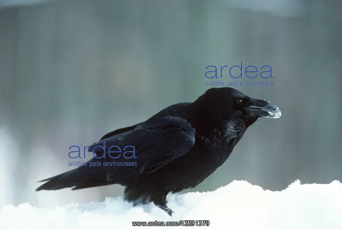 : RAVEN - in snow : RAVEN - in snow