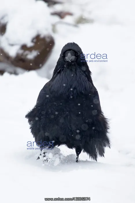 : Raven in snow Yellowstone National Park Wyoming. USA : Raven in snow Yellowstone National Park Wyoming. USA