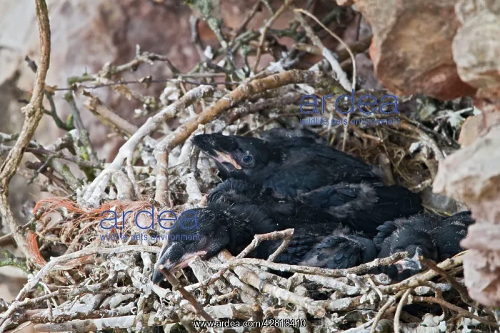 : Raven - young in nest on sea cliff : Raven - young in nest on sea cliff