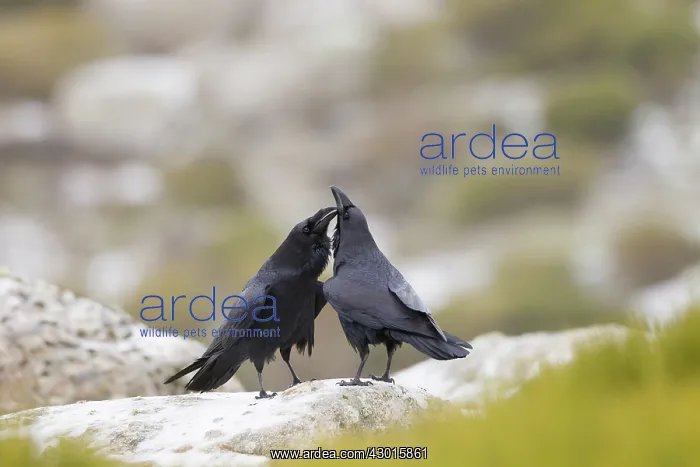: Ravens courtship display January. Spain : Ravens courtship display January. Spain